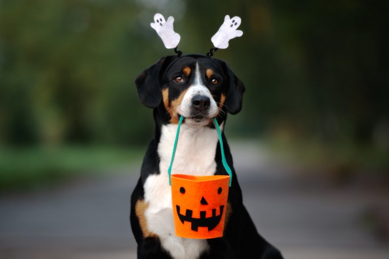 10 Best Dog Halloween Costumes for 2024: Spooktacular Styles for Pets!