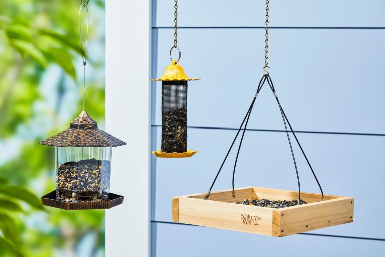 10 Best Bird Feeders of 2024: Top Picks for Every Backyard!