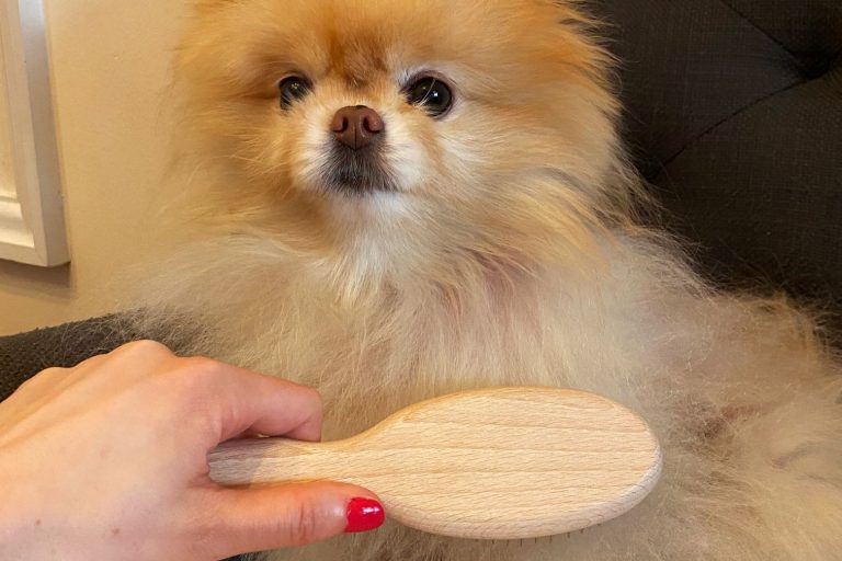 Best Brush for a Dog: Top Picks & Reviews for 2024