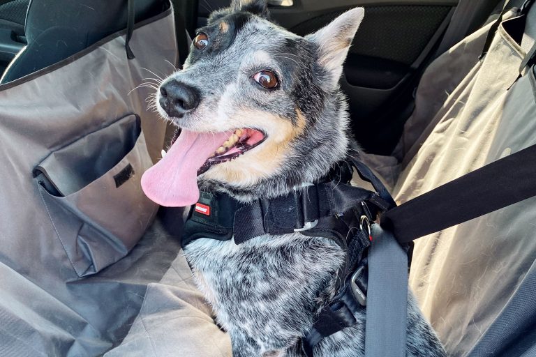 10 Best Dog Car Harnesses for Safe Travel in 2024