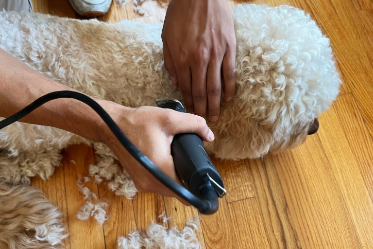 10 Best Dog Trimmers for Effortless Grooming in 2024