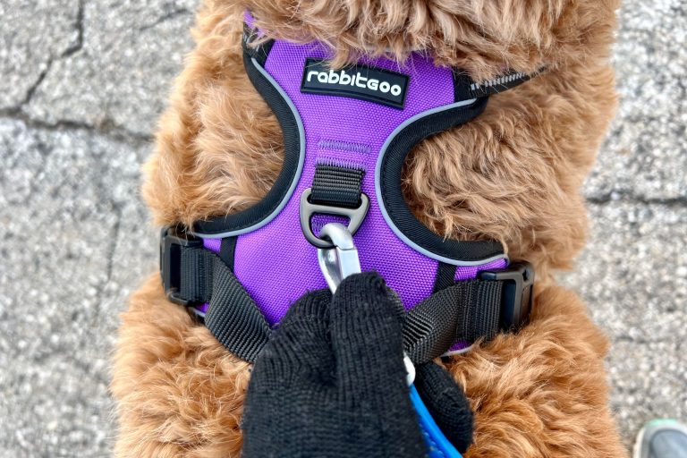 10 Best Dog Harnesses for Walking: Top Picks for 2024