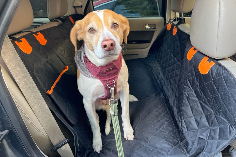 10 Best Dog Car Seats for Safe Travel in 2024