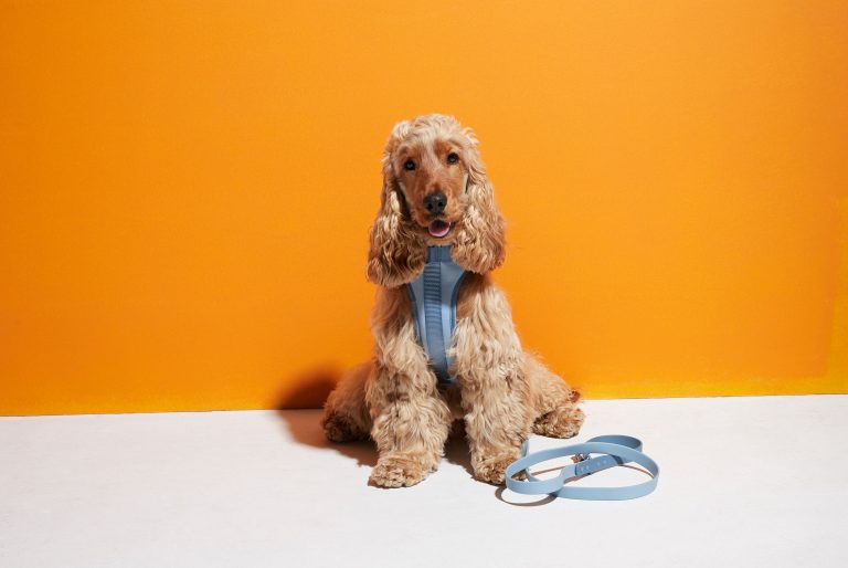 Puppy Harness Buying Guide: Choose the Perfect Fit for Your Furry Friend