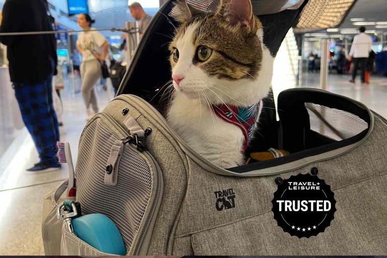 Cat Carrier Buying Guide: Essential Tips for Safe Travel with Your Cat