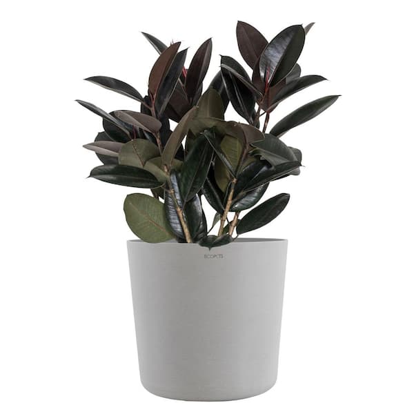 10 Best Ficus Elastica Products to Consider in 2024 for Your Home