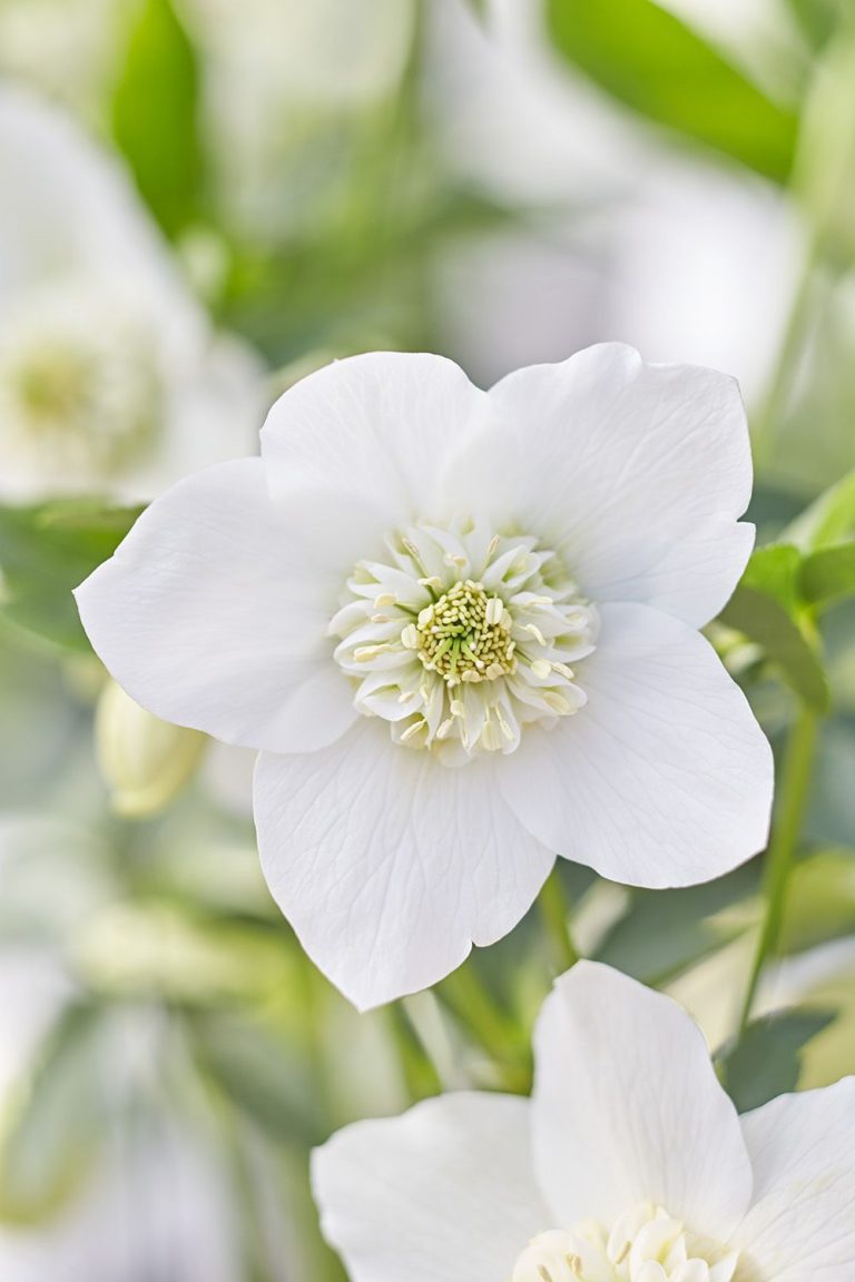 10 Best White Flowers for Your Garden in 2024: Top Picks and Tips