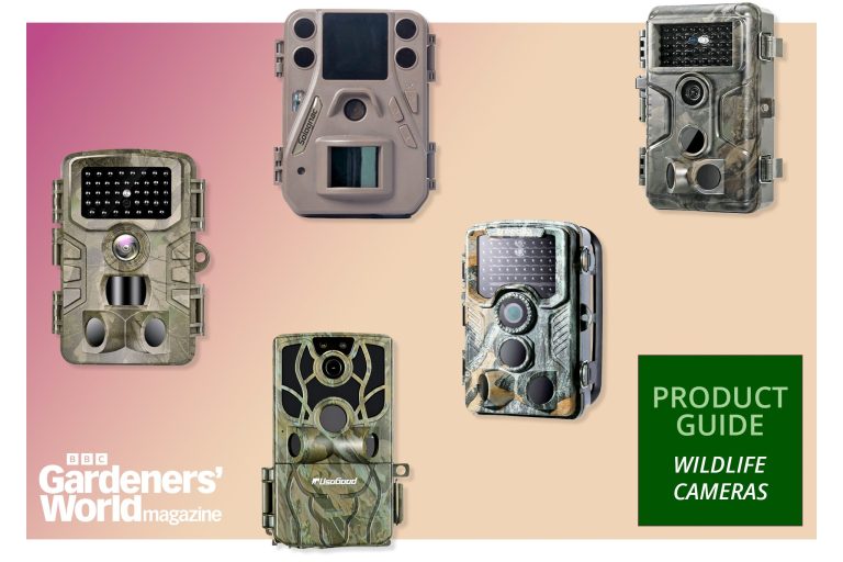 10 Best Trail Cams of 2024: Top Picks for Wildlife Monitoring