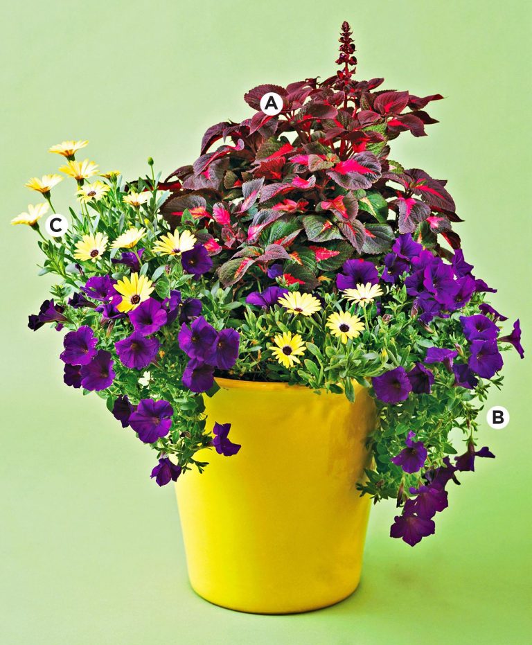 Best Plant Pots: Top Choices for Your Garden in 2024